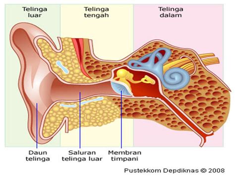 Detail Gambar Pernapasan Manusia Gambar Bagian Bagian Telinga Koleksi