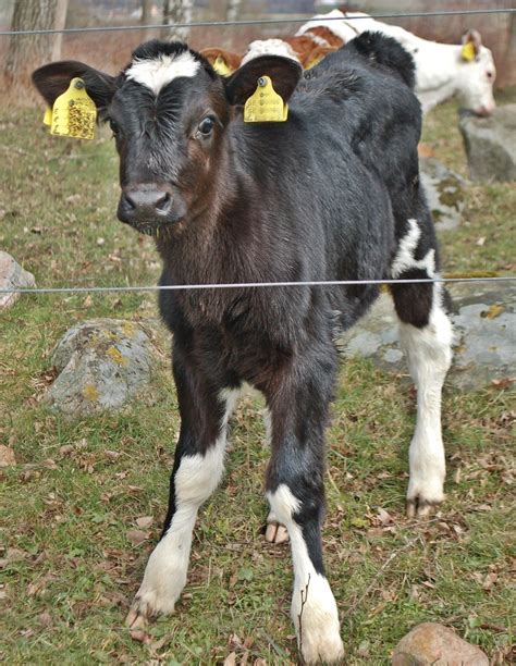 kobentkalvfb themindfulpipe flickr