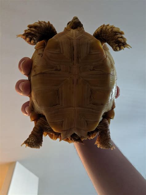 Can Someone Sex My Sulcata Tortoise He She Is About A Year Old Tortoise