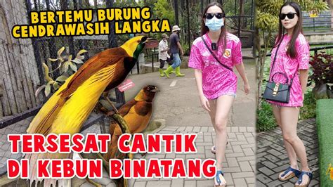 TERSESAT DI KEBUN BINATANG BERTEMU CENDRAWASIH LANGKA BIRD OF