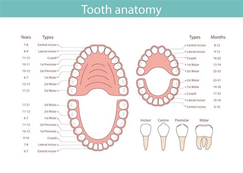 premium vector diagram  human teeth  symbols dental medical