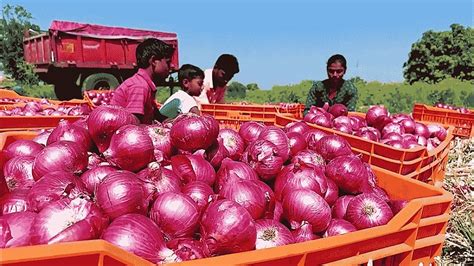 Centre Extends Export Ban On Onion Till Further Orders Global Green News