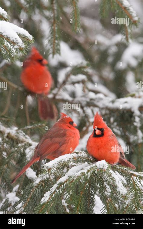 Three Male Northern Cardinals Perched In Spruce Tree With Snow