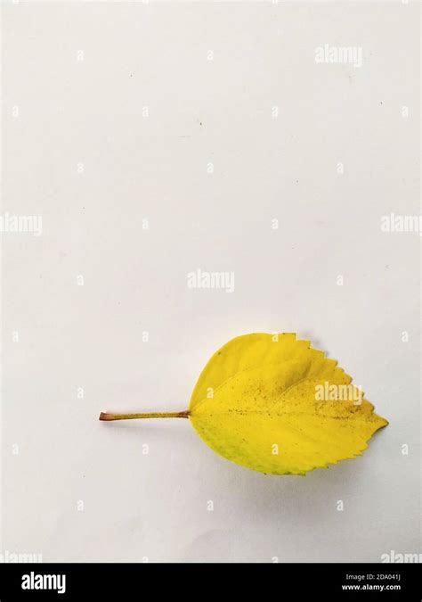 A Hibiscus Old Yellow Leaf In A White Background Scientific Name