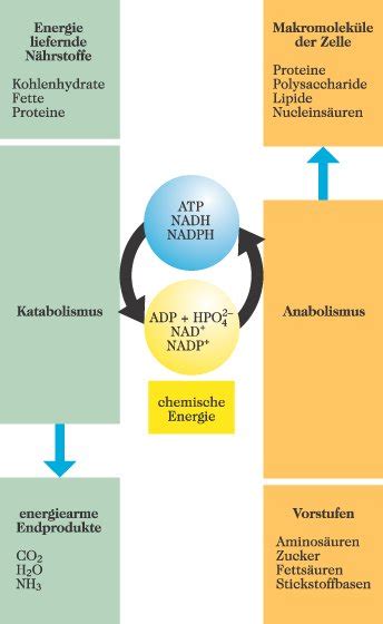 Stoffwechsel Lexikon Der Ern Hrung