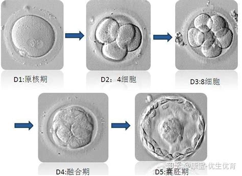 精子和卵子结合全过程 知乎