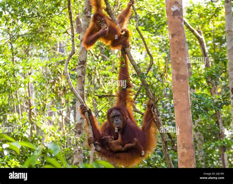 Orangutans conservation hi-res stock photography and images - Alamy