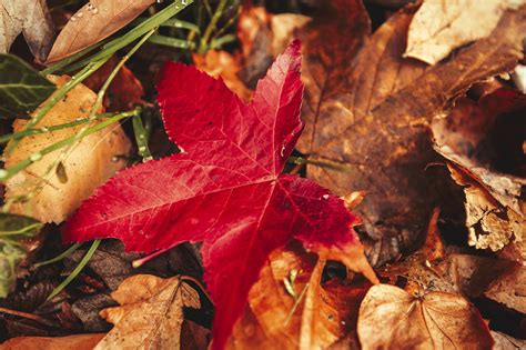 red maple leaf autumn - Photo #2996 - motosha | Free Stock Photos