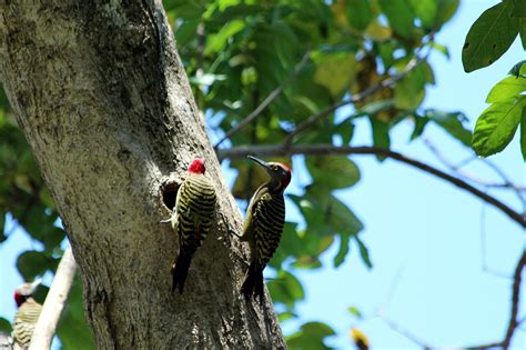 Burung Pelatuk Melanerpes Haiti - Foto gratis di Pixabay