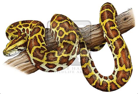 Burmese Python Drawing at GetDrawings | Free download