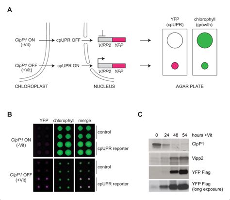 Reporter Cell Line For High Throughput Screening For Cpupr Mutants A