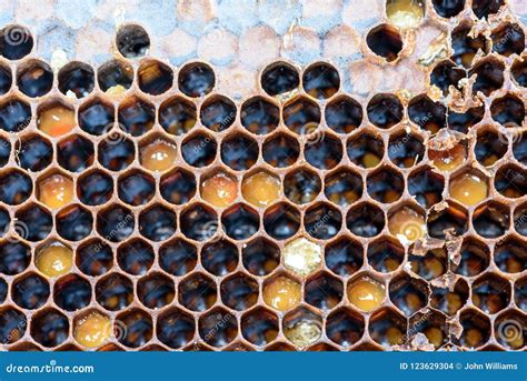 Bee Hive Hexagon Honeycomb Pattern and Honey Stock Photo - Image of ...