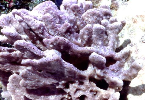 Purple Encrusting Sponges The Australian Museum