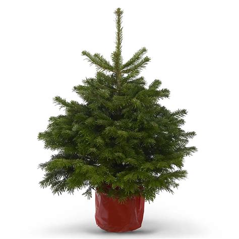 80 100cm Nordmann Fir Pot Grown Christmas Tree Diy At Bandq