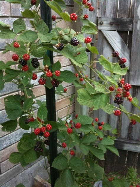 Growing Blackberries In Michigan At Cheryl Dillard Blog