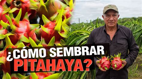 C Mo Sembrar Pitahaya La Famosa Dragon Fruit Youtube