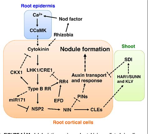 Figure 1 From Genetic Basis Of Cytokinin And Auxin Functions During