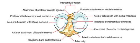 Tibial Plateau – Earth's Lab