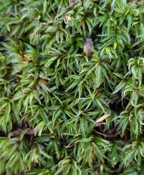 Mosses and liverworts of Hogshaw Woods - Buxton Field Club