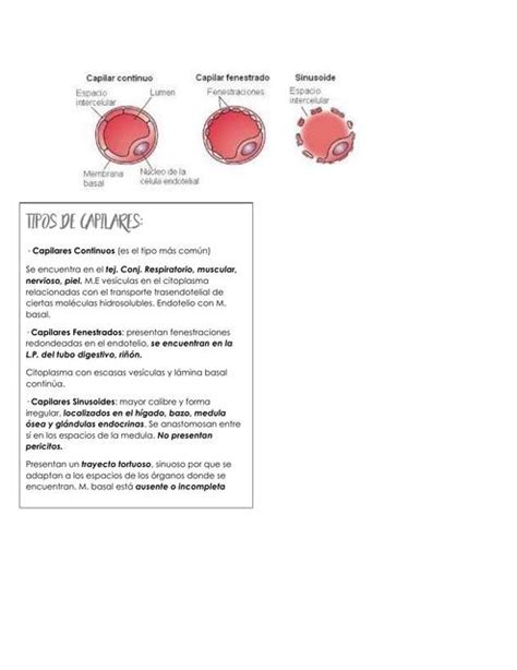 Aparato Circulatorio Tipos De Capilares Arterias Venas Sabrina