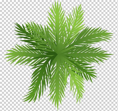 Descarga Gratis Arecaceae Rbol Planta De Selva Tropical Dibujos