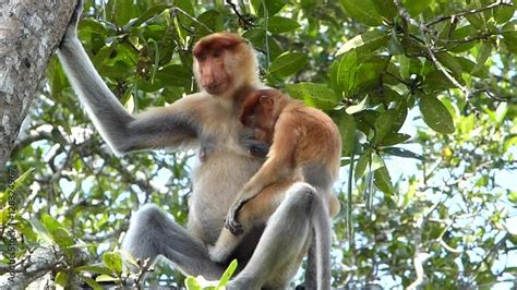 Female Proboscis Monkey Nasalis Larvatus With A Baby Sitting On A Tree