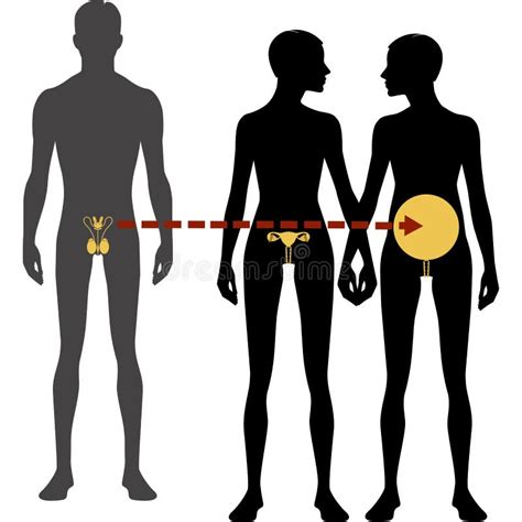 Silueta Corporal Y Sistema Reproductivo Masculino Y Femenino Símbolos