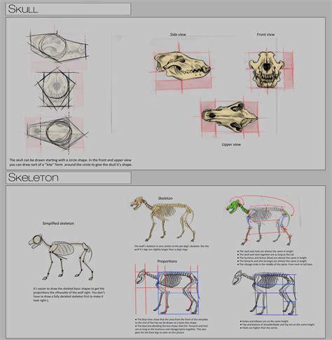 Life Throws Self On Ground Wolf Anatomy Tutorial Series By Autlaw