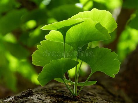 Bio Vert Vif Ginkgo Biloba Closeuse Aux Branches D Un Arbre Aux