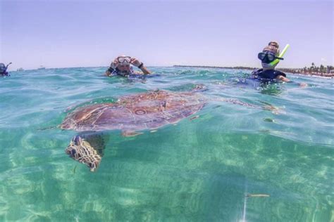 Swim with Turtles at Akumal Beach Review: Is it Really Worth it?