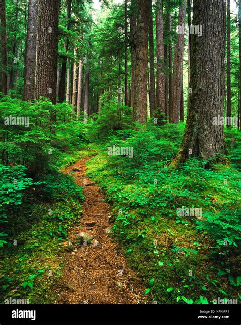 Ee Uu Estado De Washington El Parque Nacional Ol Mpico Ruta A