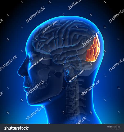 Brain Anatomy Occipital Lobe Stock Illustration 145753490 | Shutterstock