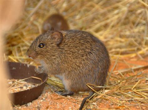 Sigmodon Hispidus Hispid Cotton Rat In Zoos