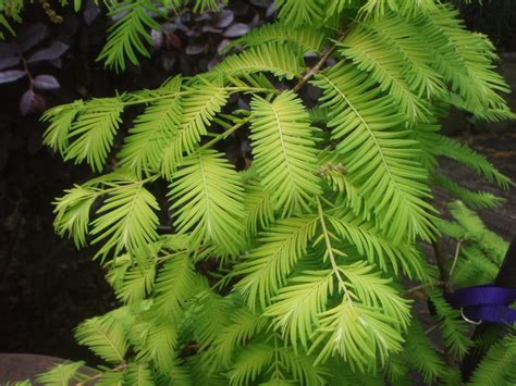 Metasequoia glyptostroboides (Dawn Redwood) | North Carolina Extension ...