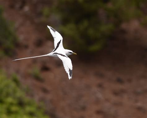 White Tailed Tropicbird Kauaʻi Endangered Seabird Recovery Project