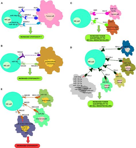 Frontiers Mirnas In Nk Cell Based Immune Responses And Cancer Immunotherapy Cell And