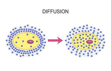 Cell Diffusion: Over 1,069 Royalty-Free Licensable Stock Vectors ...