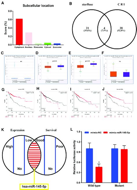 MiR 145 5p Was A Binding MiRNA Of Hsa Circ 0001955 In HCC A