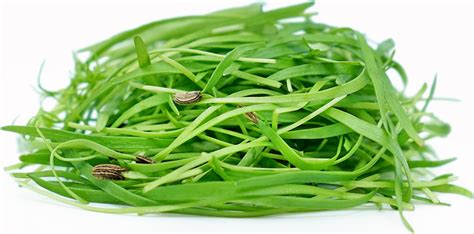 Micro Fennel Information And Facts