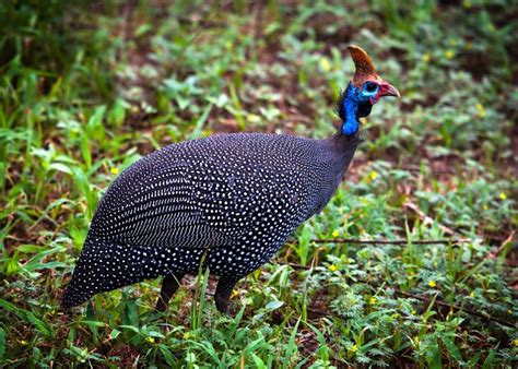 Цесарка птица - 66 фото