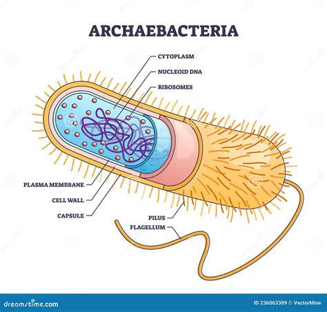 Archaebacteria Diagram