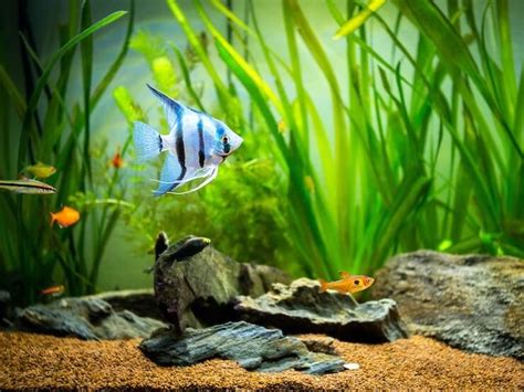 Angelfish Care Sheet: Types, Tank Mates, Breeding And More…