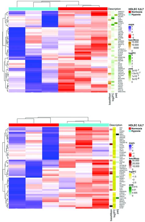 A Heatmap Of The 50 Most Up Regulated Differentially Expressed Genes