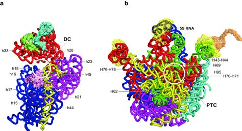 Folding Of Bacterial E Coli Rrnas S Rrna A And S Rrna