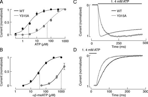 Effects Of The Y315A Mutation On Receptor Function A And B