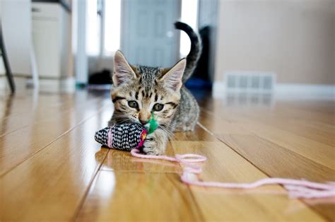 heres  cats love  play  string   string safe  cats