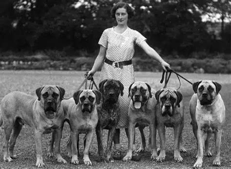 How to Judge the English Mastiff Dog Breed - Showsight