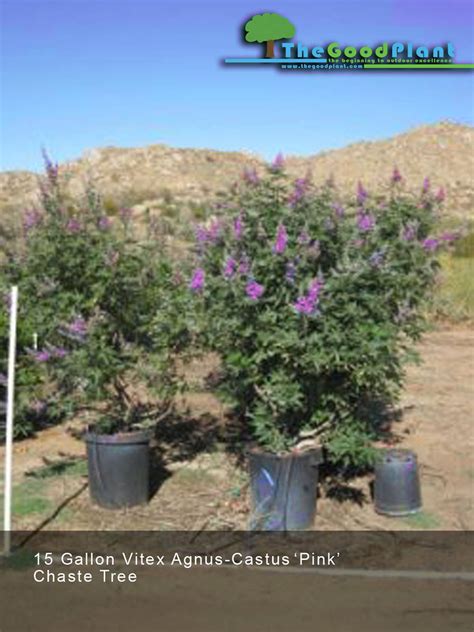 Vitex Agnus Castus Pink Chaste Tree G Thegoodplant Flickr