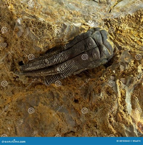 Fossils And The Rock Record Anwers 7