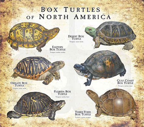 Box Turtles Of North America Poster Print Etsy